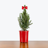 Dwarf Alberta Spruce - Christmas tree - House Plants Delivery Toronto - JOMO Studio