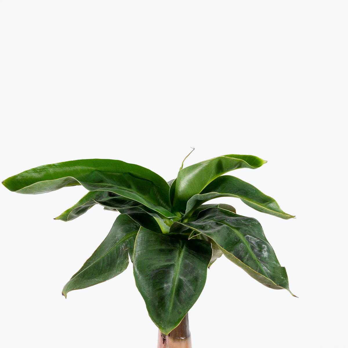 Musa Dwarf Cavendish - Banana Plant - House Plants Delivery Toronto - JOMO Studio