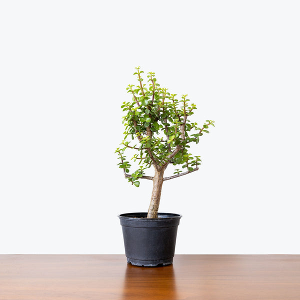 Dwarf Jade | Portulacaria Afra | Care Guide and Pro Tips - Delivery from  Toronto across Canada