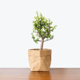 Dwarf Jade - Portulacaria Afra - House Plants Delivery Toronto - JOMO Studio