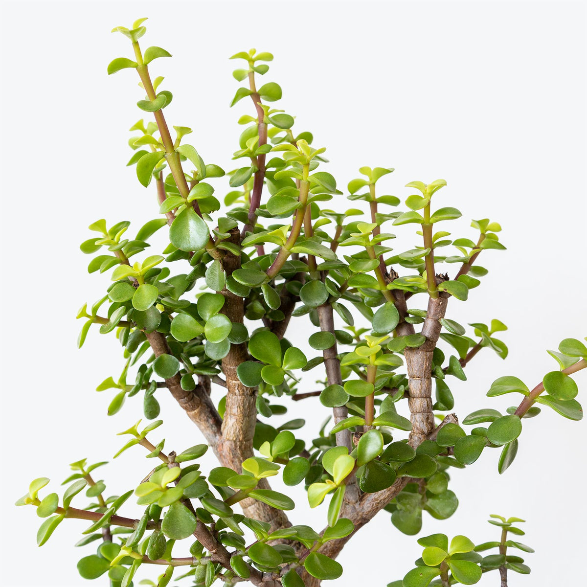 Dwarf Jade - Portulacaria Afra - House Plants Delivery Toronto - JOMO Studio