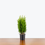 Empire Cypress — 4" Pot