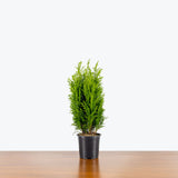 Empire Cypress - Chamaecyparis Lawsoniana Ellwood's Empire - House Plants Delivery Toronto - JOMO Studio