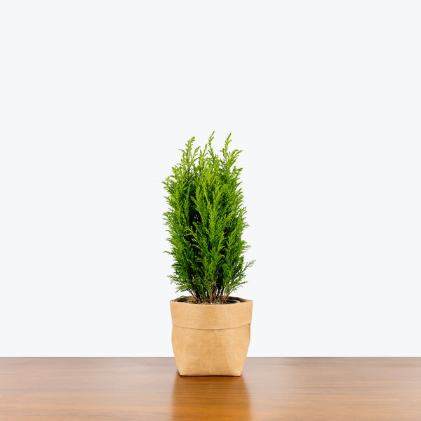 Empire Cypress - Chamaecyparis Lawsoniana Ellwood's Empire - House Plants Delivery Toronto - JOMO Studio