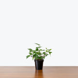 English Ivy — 4" Pot