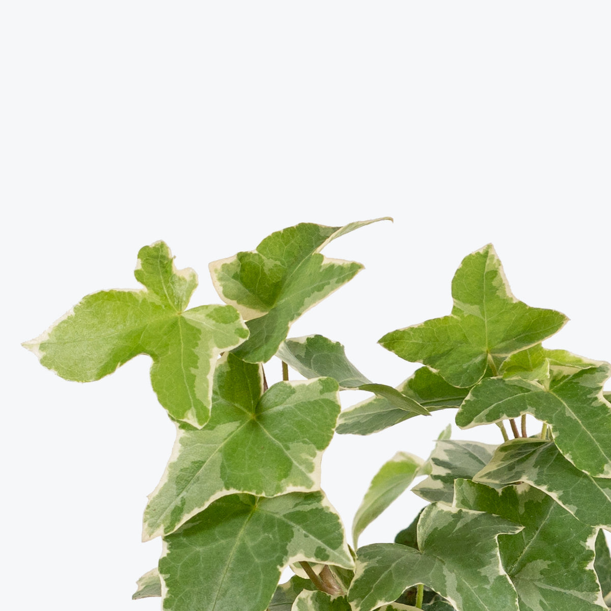 English Ivy Variegated - House Plants Delivery Toronto - JOMO Studio