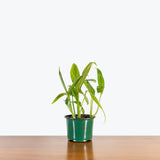 Epipremnum Amplissimum - House Plants Delivery Toronto - JOMO Studio
