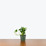 Epipremnum Shangri La — 4" Pot