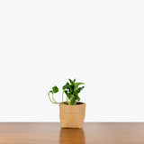 Epipremnum Aureum Shangri La - Sleeping Pothos  - House Plants Delivery Toronto - JOMO Studio