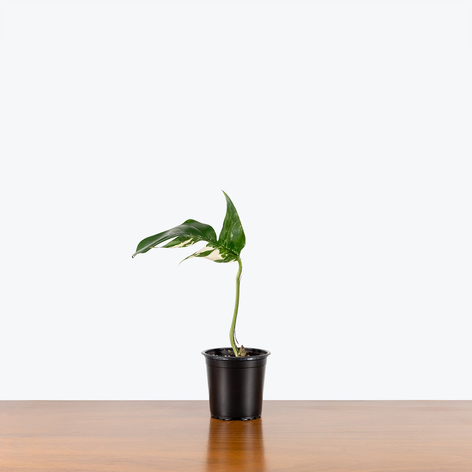 Epipremnum Pinnatum Albo - House Plants Delivery Toronto Canada - JOMO Studio