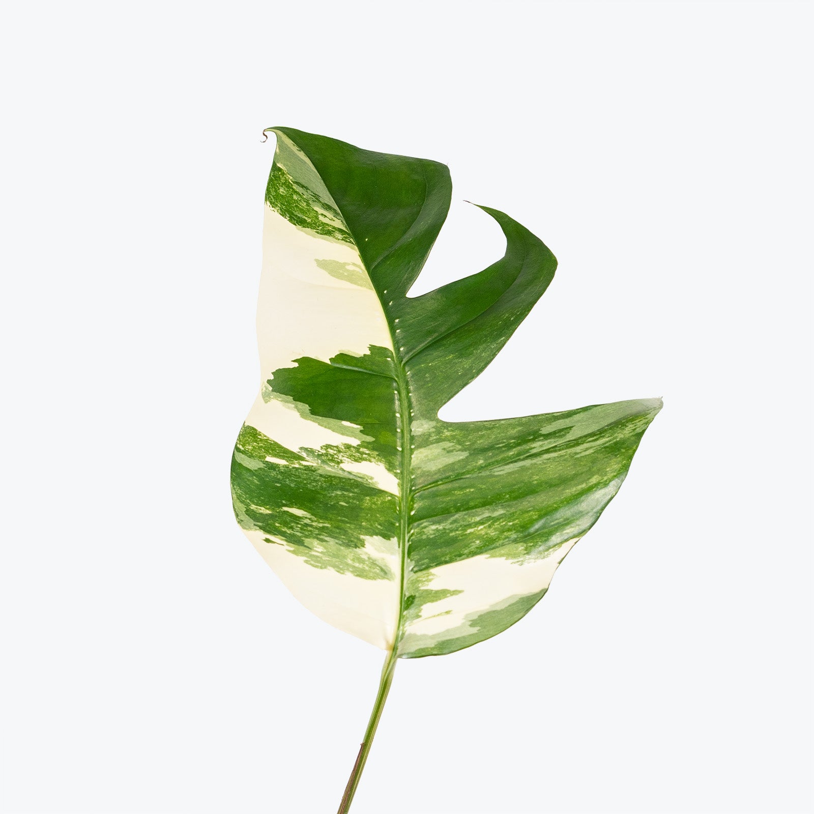Epipremnum Pinnatum Albo - House Plants Delivery Toronto Canada - JOMO Studio