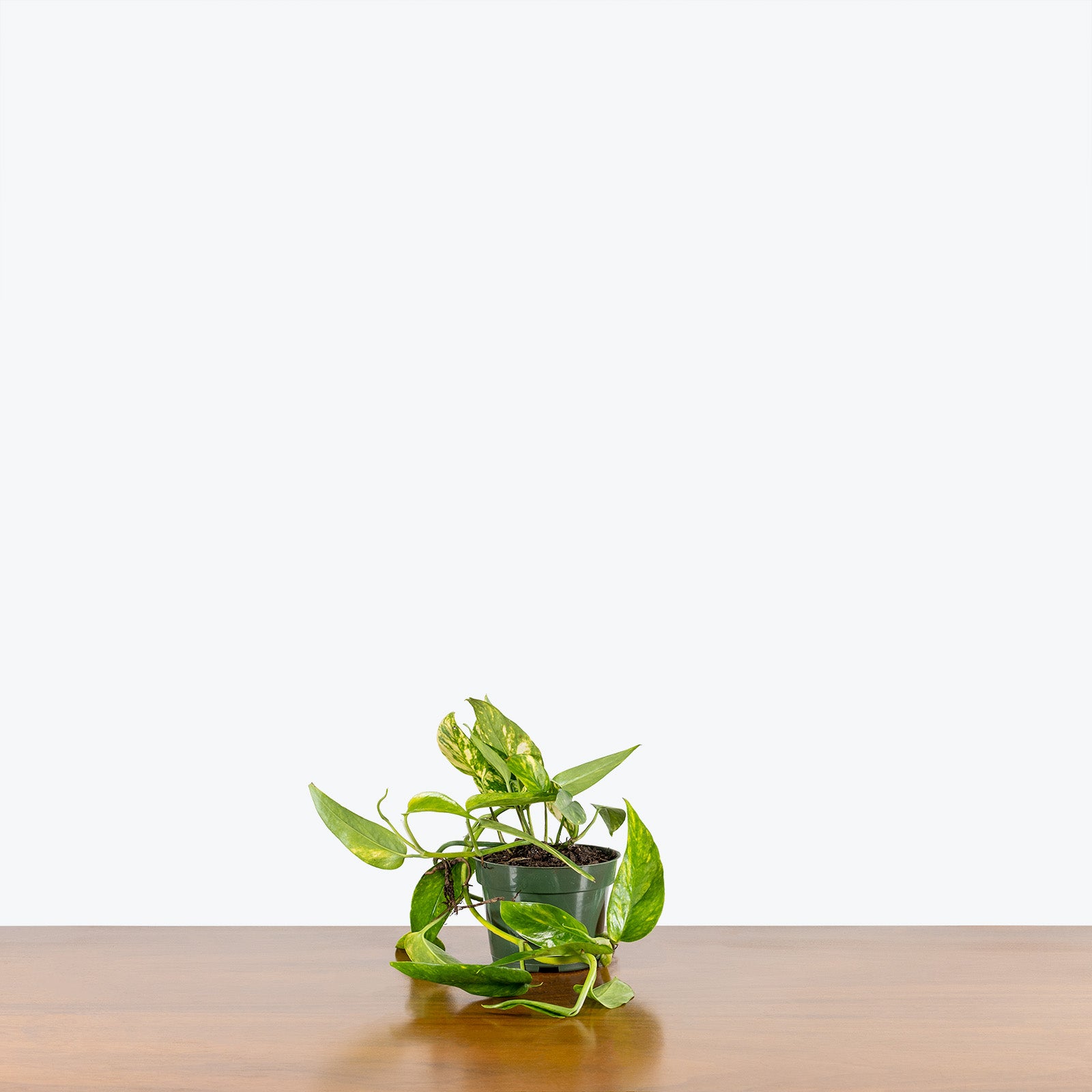 Epipremnum Pinnatum Neon - House Plants Delivery Toronto Canada - JOMO Studio