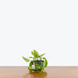 Epipremnum Pinnatum Yellow Flame — 4" Pot