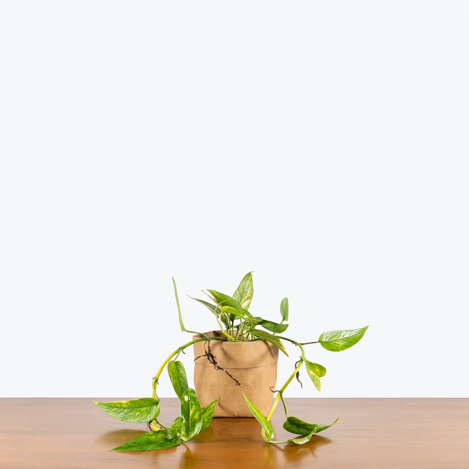 Epipremnum Pinnatum Neon - House Plants Delivery Toronto Canada - JOMO Studio