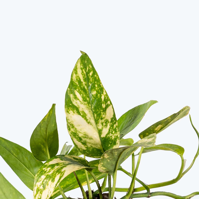Epipremnum Pinnatum Yellow Flame | Care Guide and Pro Tips - Delivery from Toronto across Canada - JOMO Studio