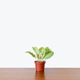Episcia Faded Jade — 4" Pot