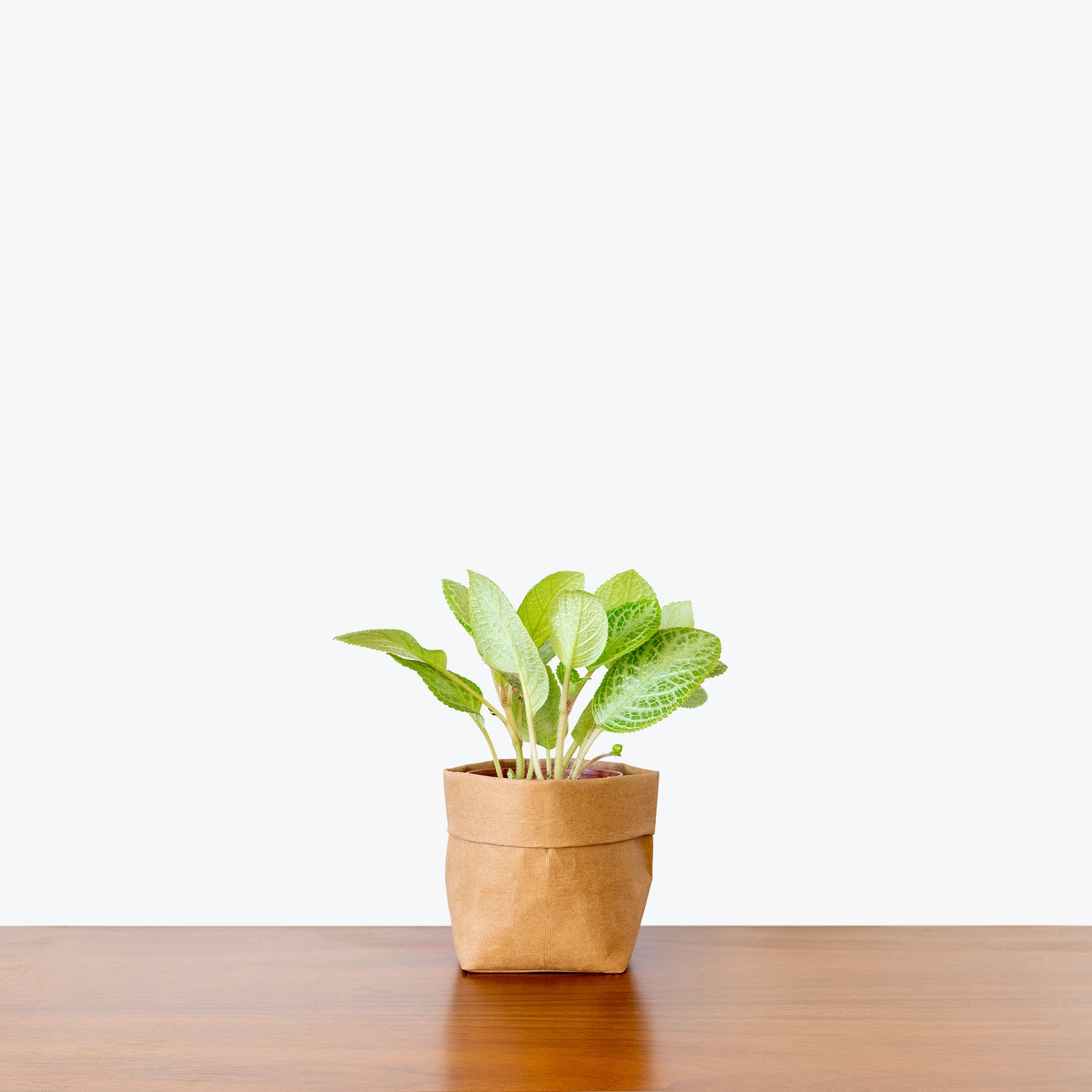 Epipremnum Aureum - Pothos Hawaiian - House Plants Delivery Toronto Canada  - JOMO Studio