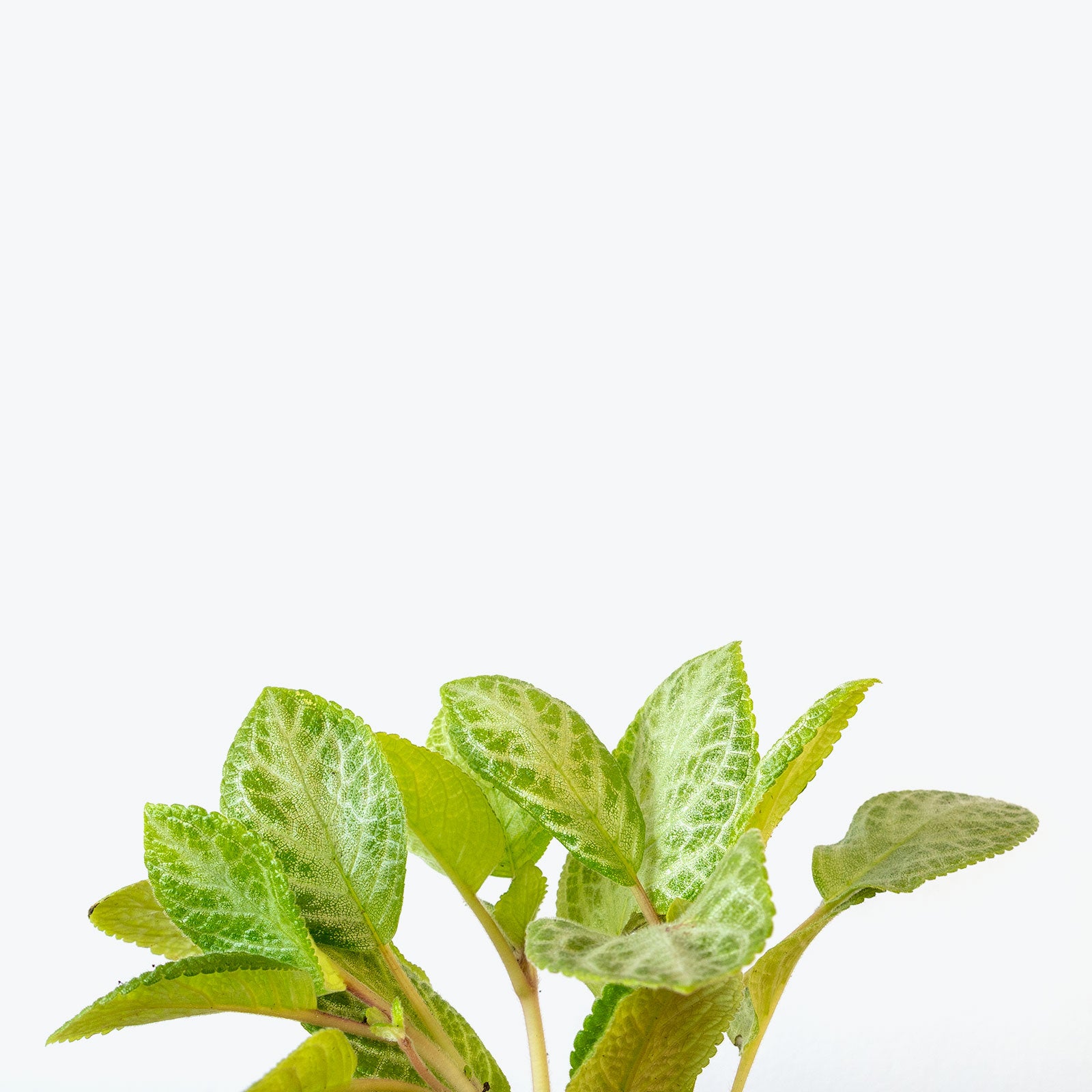 Episcia Faded Jade - House Plants Delivery Toronto - JOMO Studio