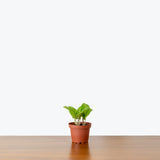 Episcia Lil Lemon — 4" Pot