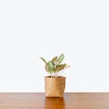 Episcia Silver Sheen - House Plants Delivery Toronto - JOMO Studio