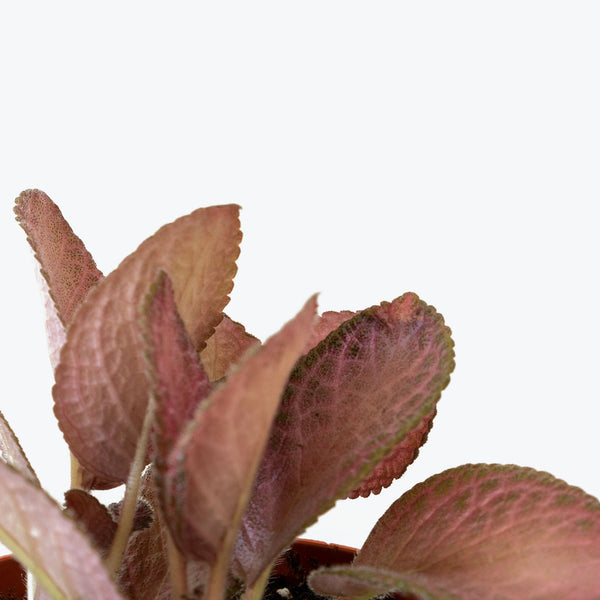 Episcia Strawberry Patch - House Plants Delivery Toronto - JOMO Studio
