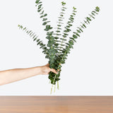 Eucalyptus — 10 Stems Cutting