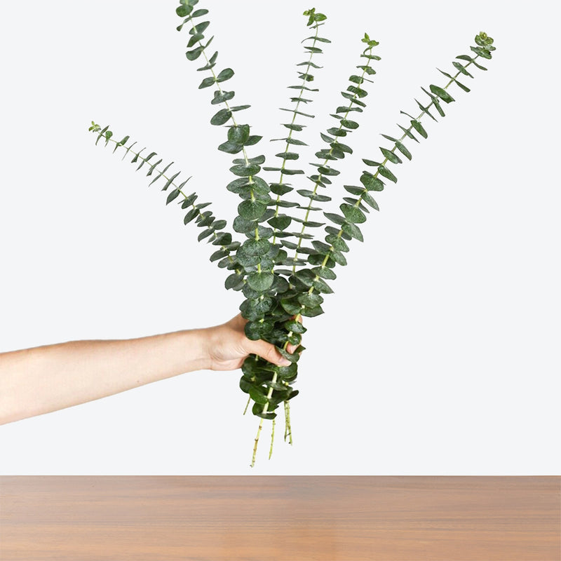 Eucalyptus Plant Cuttings - House Plants Delivery Toronto - JOMO Studio