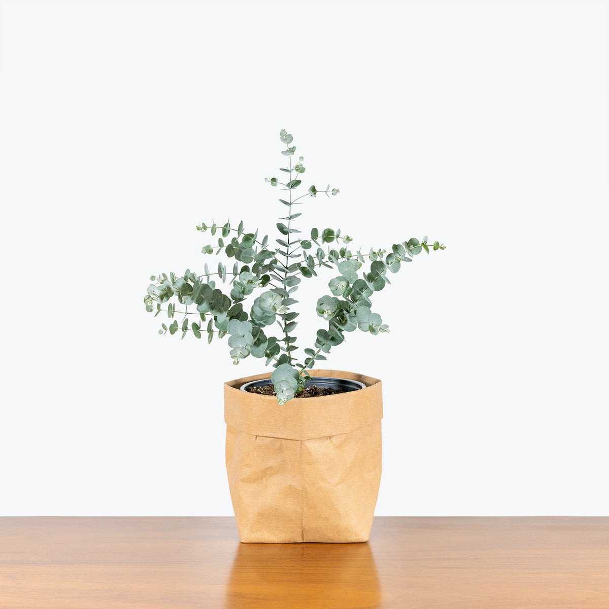 Eucalyptus Plant | Care Guide and Pro Tips - Delivery from Toronto across  Canada