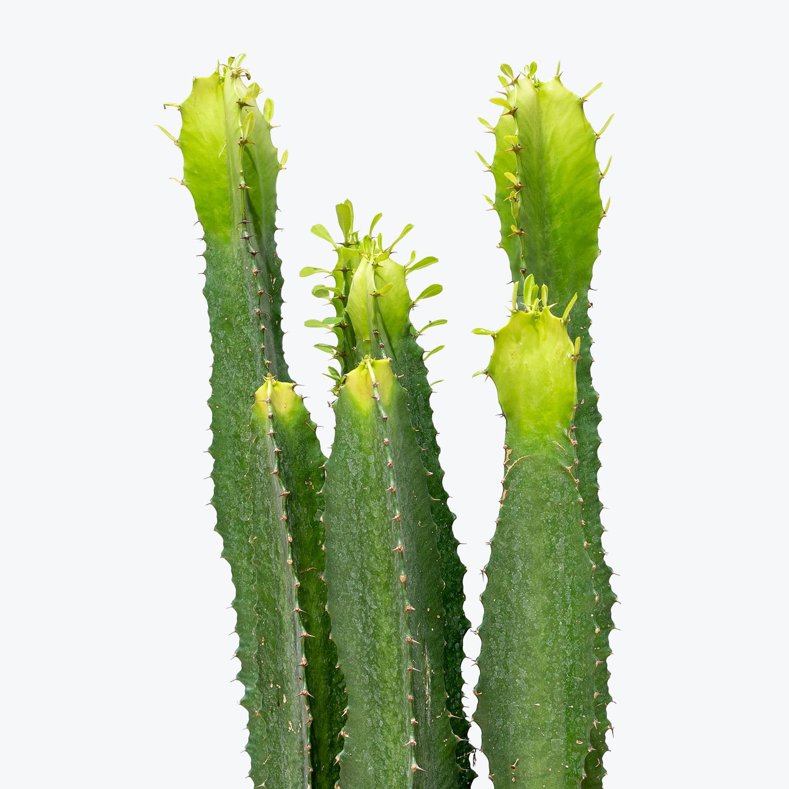 Euphorbia Acrurensis - House Plants Delivery Toronto - JOMO Studio