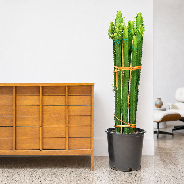 Euphorbia Acrurensis - House Plants Delivery Toronto