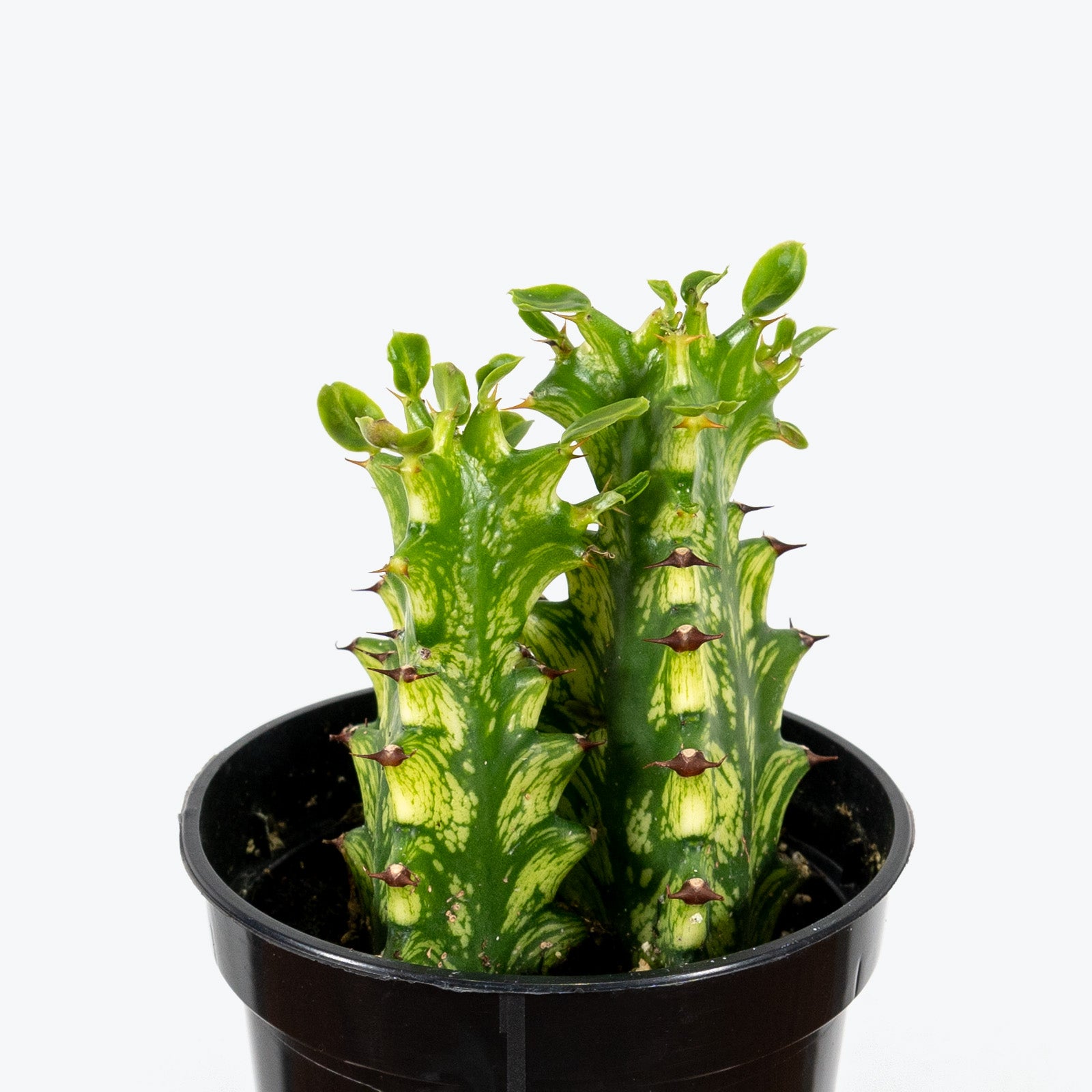 Euphorbia Acrurensis Variegata - House Plants Delivery Toronto - JOMO Studio