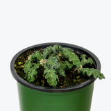 Euphorbia Decaryi - House Plants Delivery Toronto - JOMO Studio