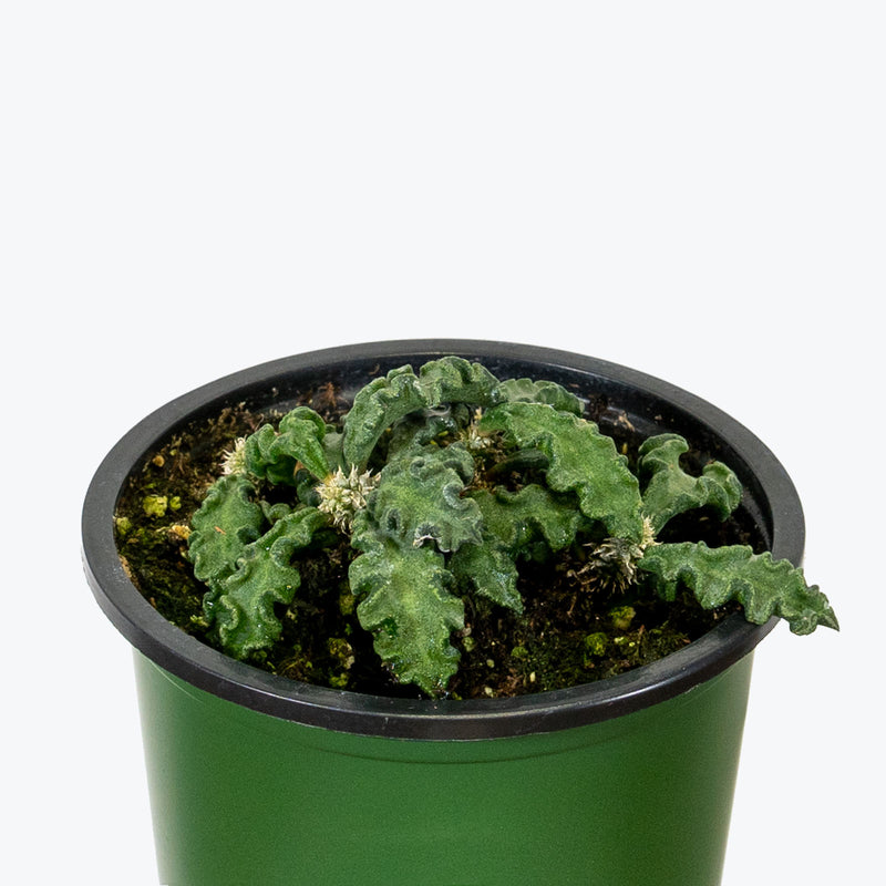 Euphorbia Decaryi - House Plants Delivery Toronto - JOMO Studio