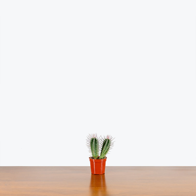 Euphorbia Ferox - House Plants Delivery Toronto - JOMO Studio