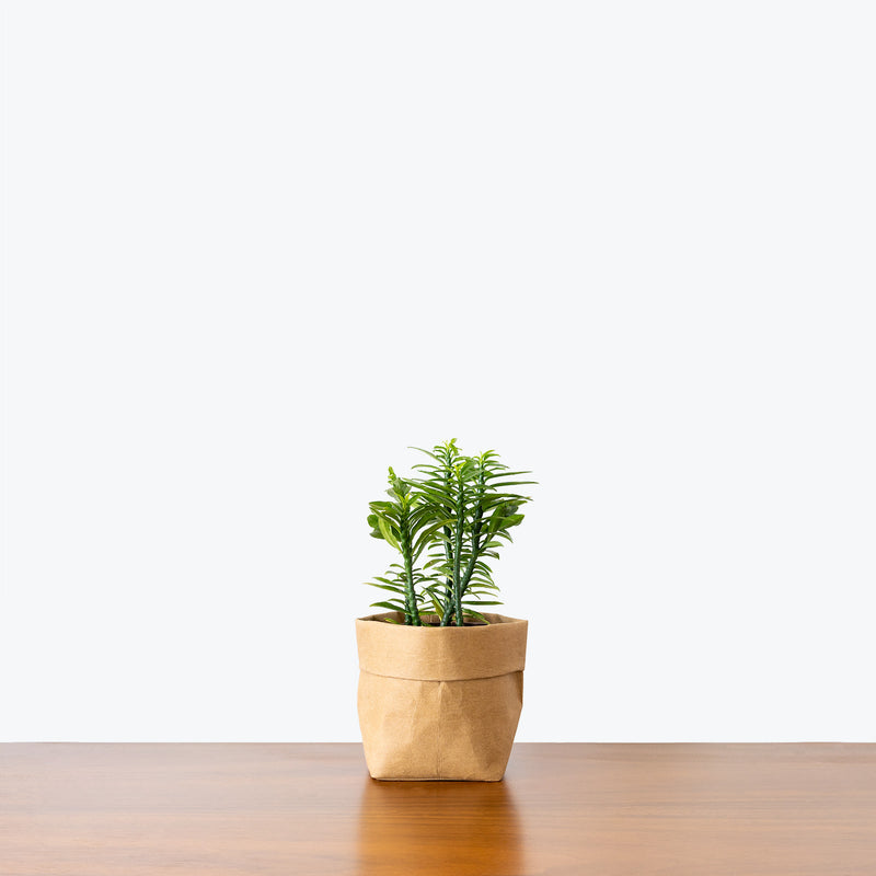 Euphorbia Tithymaloides Nana Devils Backbone - House Plants Delivery Toronto - JOMO Studio