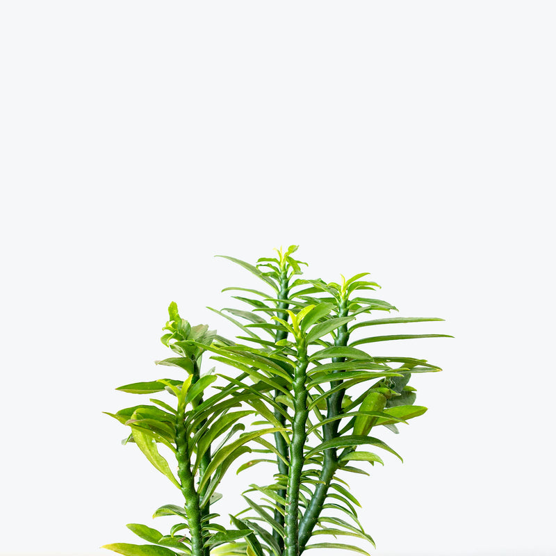 Euphorbia Tithymaloides Nana Devils Backbone - House Plants Delivery Toronto - JOMO Studio