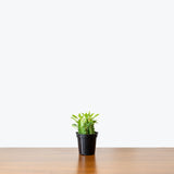 Euphorbia Trigona - House Plants Delivery Toronto - JOMO Studio