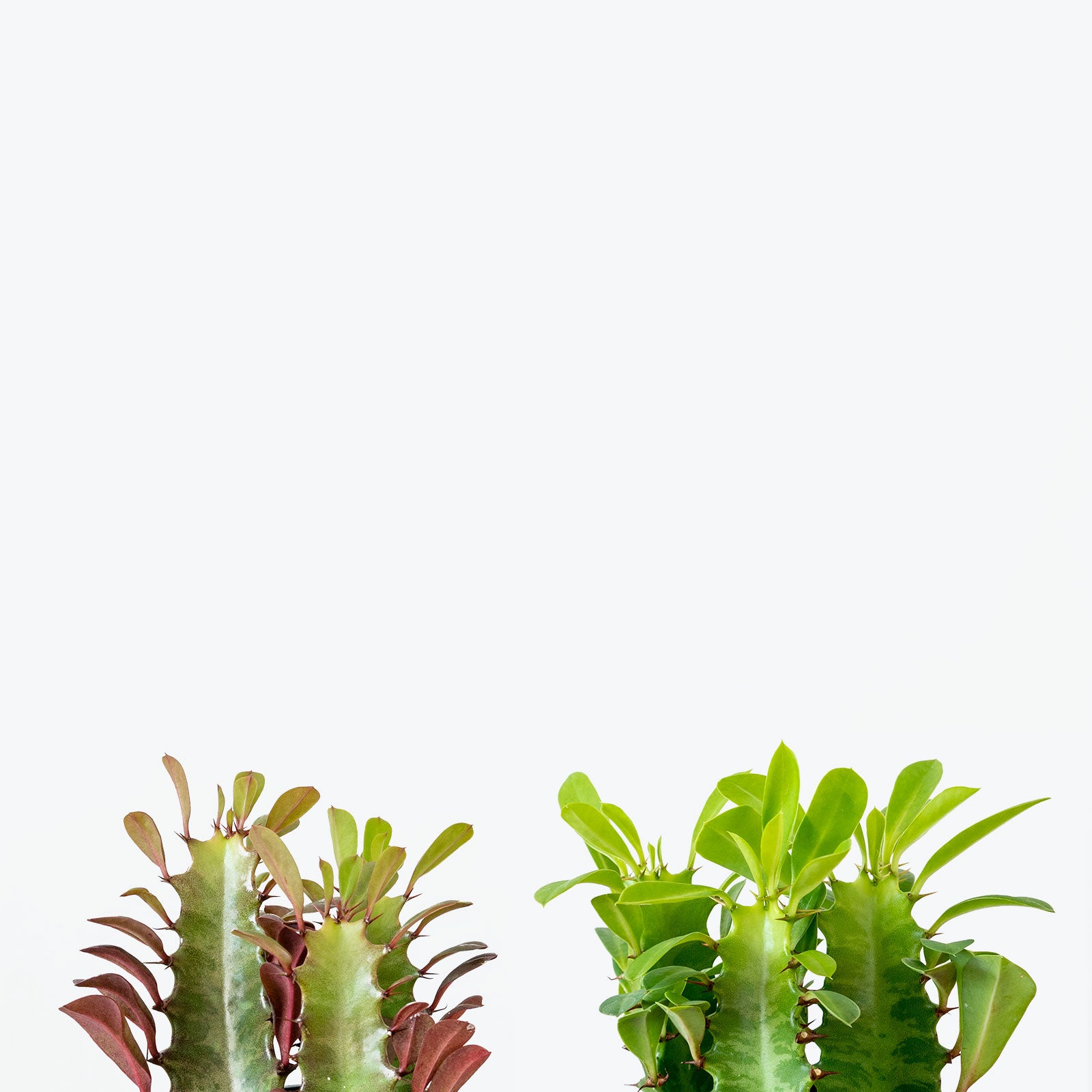Euphorbia Trigona - House Plants Delivery Toronto - JOMO Studio