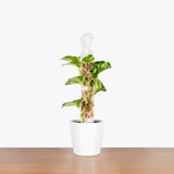 Extendable Moss Pole - 3D Printed Plant Support - House Plants Delivery Toronto - JOMO Studio