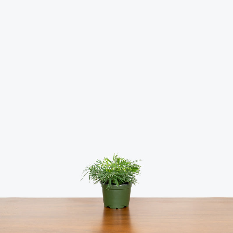 Eyelash Fern - Actiniopteris Semiflabellata - House Plants Delivery Toronto - JOMO Studio