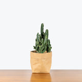 Fairy Castle Cactus - House Plants Delivery Toronto - JOMO Studio