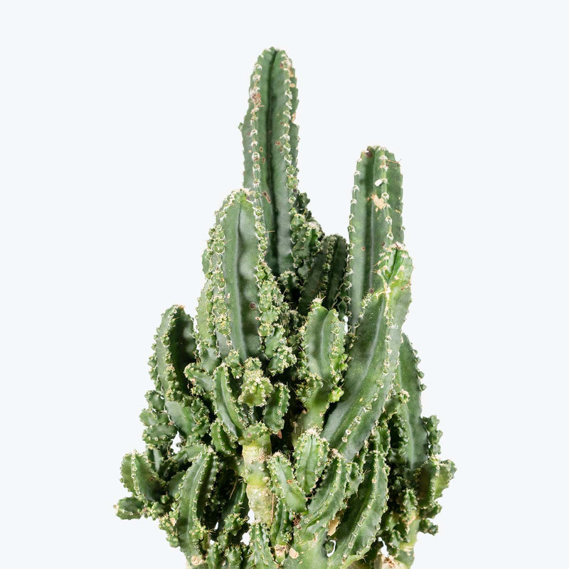 Fairy Castle Cactus - House Plants Delivery Toronto - JOMO Studio