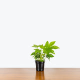 Fatsia Japonica — 4" Pot
