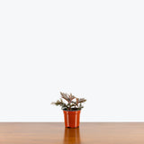 Fern Leaf Begonia - Begonia Bipinnatifida - House Plants Delivery Toronto - JOMO Studio