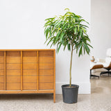 Ficus Alii — 10" Pot - Tree (4'-5' Tall)