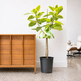 Ficus Altissima Yellow Gem — 12" Pot