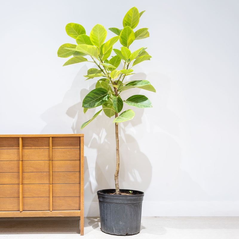Ficus Altissima Yellow Gem - House Plants Delivery Toronto - JOMO Studio