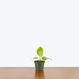 Ficus Altissima Yellow Gem — 4" Pot - Single Stem