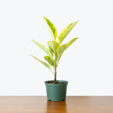 Ficus Altissima Yellow Gem — 6" Pot - Single Stem