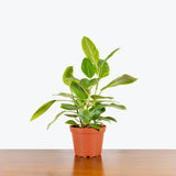 Ficus Altissima Yellow Gem — 6" Pot - Multi Stems